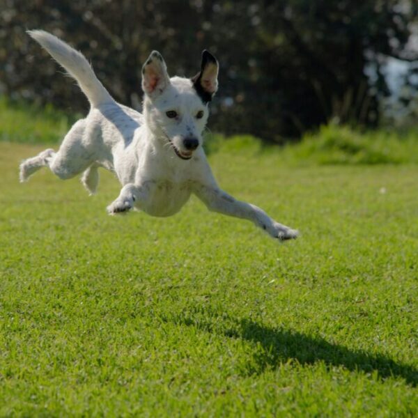 Kurs dogparkour